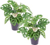 Plant in a Box - Monstera Monkey Mask - Set van 2 - Rimpelgatenplant - Groene kamerplant - Pot 12cm - Hoogte 25-30cm