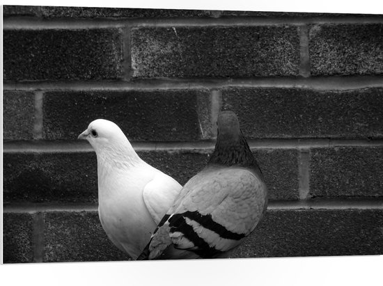 PVC Schuimplaat - Witte en Grijze Duif tegen Muur (Zwart- wit) - 105x70 cm Foto op PVC Schuimplaat (Met Ophangsysteem)