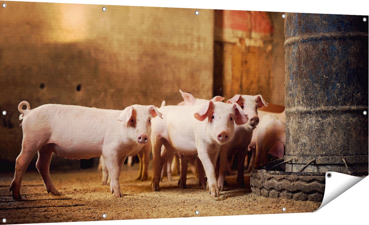 Gards Tuinposter Varkens op een Boerderij Stal - 180x90 cm - Tuindoek - Tuindecoratie - Wanddecoratie buiten - Tuinschilderij Multikleur