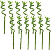 Plant in a Box - Dracaena sanderiana - Set de 12 - Lucky Bamboo - Famille des Lys - Plante d'intérieur - Hauteur 40-50cm
