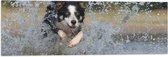 Vlag - Vrolijk Rennende Bordercollie Hond door het Water - 90x30 cm Foto op Polyester Vlag