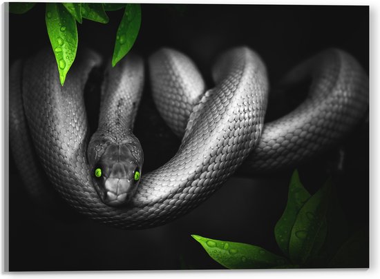 Acrylglas - Zwarte Opgerolde Slang om Tak bij Planten - 40x30 cm Foto op Acrylglas (Wanddecoratie op Acrylaat)