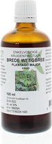 Plantago Major/Brede Weegbree