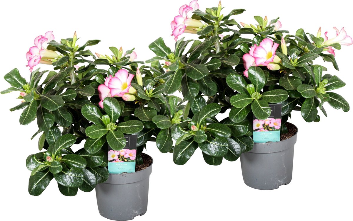 Plant in a Box - Set de 2 Adenium - Roses du désert - Pot ⌀12 cm