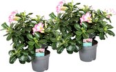 Plant in a Box - Adenium Obesum Pink Star - Set van 2 - Roze Woestijnroos - Bloeiende Woestijnroos - Pot 13cm - Hoogte 30-45cm