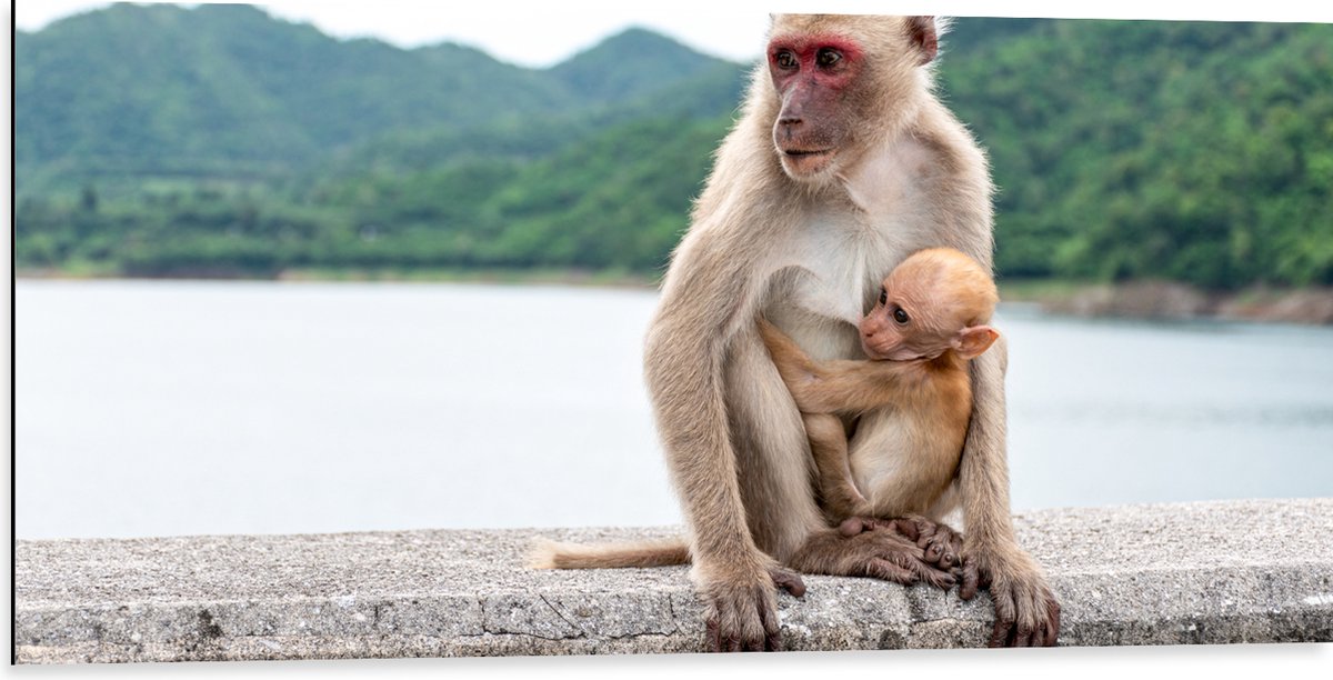 Dibond - Baby Aap Hangend bij Moederaap op Stenen Rand - 100x50 cm Foto op Aluminium (Met Ophangsysteem)
