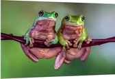PVC Schuimplaat - Duo Australische Boomkikkers hangend aan Smalle Tak in Groene Omgeving - 150x100 cm Foto op PVC Schuimplaat (Met Ophangsysteem)