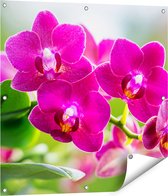 Gards Tuinposter Roze Orchidee Bloemen - 80x80 cm - Tuindoek - Tuindecoratie - Wanddecoratie buiten - Tuinschilderij