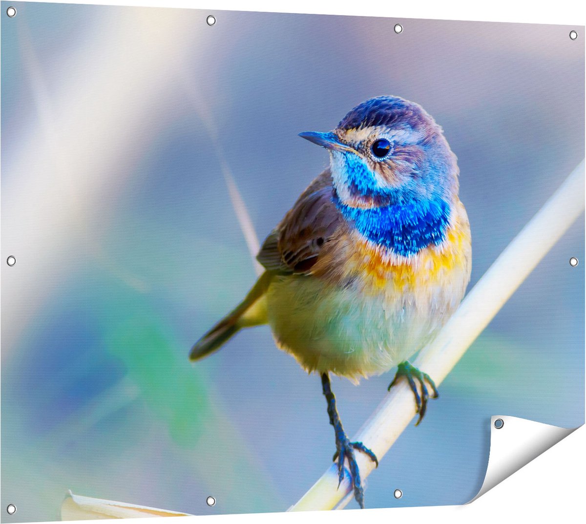 Gards Tuinposter Kleurrijke Blauwborst Vogel op een Tak - 120x90 cm - Tuindoek - Tuindecoratie - Wanddecoratie buiten - Tuinschilderij Multikleur