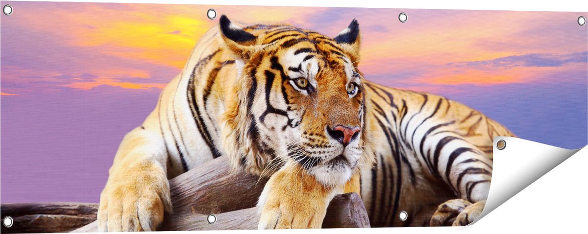 Gards Tuinposter Tijger tijdens Zonsondergang - 120x40 cm - Tuindoek - Tuindecoratie - Wanddecoratie buiten - Tuinschilderij Multikleur