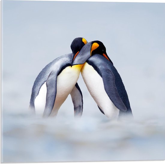 Acrylglas –Pinguïns – 90x60 (Wanddecoratie op Acrylglas)