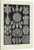 Flustra - Bryozoa (Kunstformen der Natur), Ernst Haeckel - Foto op Canvas - 30 x 40 cm