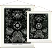 Erysiphe - Ascomycetes (Kunstformen der Natur), Ernst Haeckel - Foto op Textielposter - 60 x 80 cm