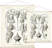 Peridinium - Peridinea (Kunstformen der Natur), Ernst Haeckel - Foto op Textielposter - 60 x 80 cm