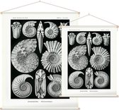 Ammonites - Ammonitida (Kunstformen der Natur), Ernst Haeckel - Foto op Textielposter - 60 x 80 cm