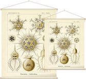 Circogonia - Phaeodaria (Kunstformen der Natur), Ernst Haeckel - Foto op Textielposter - 45 x 60 cm