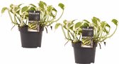 Duo Scindapsus N'joy ↨ 15cm - 2 stuks - hoge kwaliteit planten