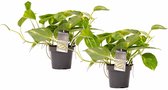 Duo Scindapsus Aureum ↨ 15cm - 2 stuks - hoge kwaliteit planten