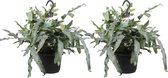 Duo Phlebodium aureum 'Blue Star' ↨ 40cm - 2 stuks - hoge kwaliteit planten