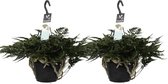 Duo Humata teyermanii 'Bunny' ↨ 35cm - 2 stuks - hoge kwaliteit planten