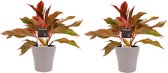 Duo 2 x Aglaonema Crete met Anna taupe ↨ 25cm - 2 stuks - hoge kwaliteit planten