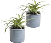 Duo graslelie in keramiek (blauw) ↨ 12cm - 2 stuks - hoge kwaliteit planten
