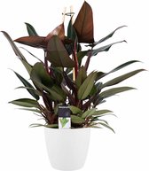 Philodendron New Red - Pyramide in ELHO Round (wit) ↨ 70cm - hoge kwaliteit planten