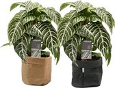 Combinatie Decorum Botanica Aphelandra Green in Sizo bag (zwart en natural) ↨ 30cm - 2 stuks - planten - binnenplanten - buitenplanten - tuinplanten - potplanten - hangplanten - plantenbak - 