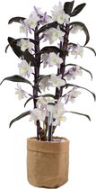 Bamboo orchid ‘Make Upz’ Purple (2-tak) in Sizo Bag ↨ 50cm - planten - binnenplanten - buitenplanten - tuinplanten - potplanten - hangplanten - plantenbak - bomen - plantenspuit