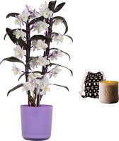 Set Bamboo orchid ‘make-upz purple’ en geurkaars Lucky Candle Brown ↨ 55cm - planten - binnenplanten - buitenplanten - tuinplanten - potplanten - hangplanten - plantenbak - bomen - plantenspu