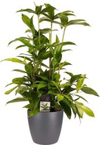 Dracaena Surculosa met Elho brussels antracite ↨ 55cm - hoge kwaliteit planten