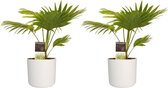 Duo 2 x Livistona Rotendifolia met Elho B.for soft white ↨ 45cm - 2 stuks - hoge kwaliteit planten