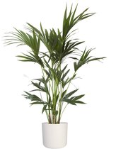 Kentia Palm in ® ELHO b.for soft sierpot ↨ 110cm - planten - binnenplanten - buitenplanten - tuinplanten - potplanten - hangplanten - plantenbak - bomen - plantenspuit