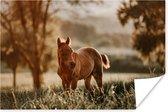 Etend Quarter paard veulen 30x20 cm - klein - Foto print op Poster (wanddecoratie woonkamer / slaapkamer)