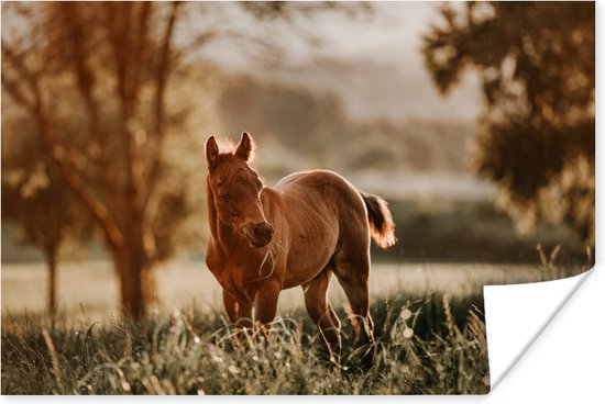 Etend Quarter paard veulen