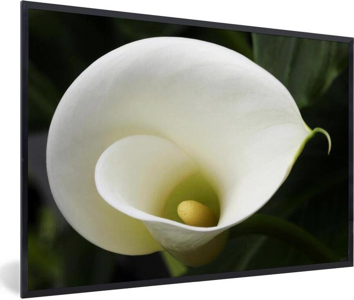 Photo encadrée - Gros plan d'une fleur de calla blanche en Afrique du Sud  cadre photo... | bol.com
