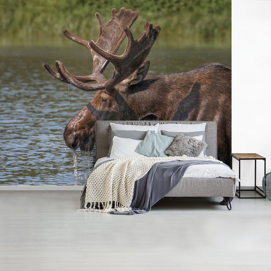 Papier peint photo peint vinyle - Elk couché dans l'eau largeur 300 cm x hauteur 240 cm - Tirage photo sur papier peint (disponible en 7 tailles)