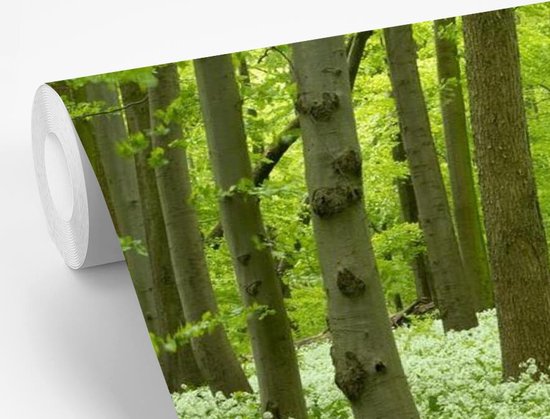 Papier peint photo vinyle - Fleurs Witte dans une forêt en fleurs du parc national du Hainich en Allemagne largeur 390 cm x hauteur 260 cm - Tirage photo sur papier peint (disponible en 7 tailles)