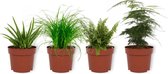 Set van 4 Kamerplanten - Aloe Vera & Asparagus Plumosus & Cyperus Zumula & Nephrolepis Vitale - ± 25cm hoog - 12cm diameter