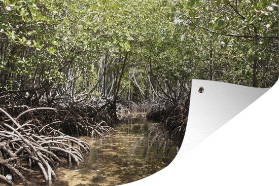 Tuindecoratie Boomwortels boven het water van een beekje in het Nationaal park Mangroves - 60x40 cm - Tuinposter - Tuindoek - Buitenposter