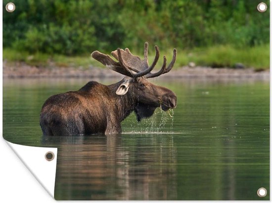 Affiche de jardin Moose dans l'eau en vrac 80x60 cm - Toile de jardin / Toile d'extérieur / Peintures d'extérieur (décoration de jardin)