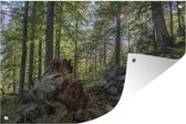 Tuinposter - Tuindoek - Tuinposters buiten - Oerbossen in het Nationaal Park Kalkalpen in Oostenrijk - 120x80 cm - Tuin