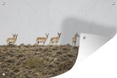 Muurdecoratie Herten - Natuur - Berg - 180x120 cm - Tuinposter - Tuindoek - Buitenposter