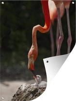 Tuinposter - Tuindoek - Tuinposters buiten - Flamingo die haar kuiken voert - 90x120 cm - Tuin
