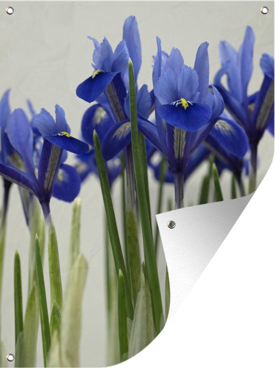 thumbnail: Tuinposter Hortensia - 90x120 Cm Blauwe Achtergrond | UV-Bestendig Buiten Doek | Met Ringen Voor Ophangen