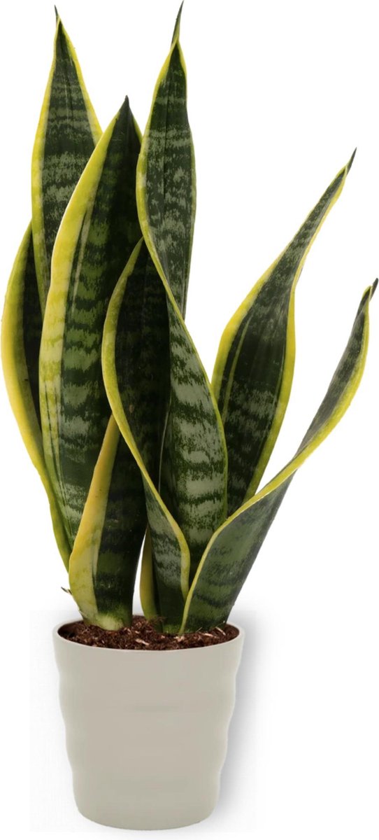 Sansevieria Laurentii - Vrouwentong - ± 40cm hoog - In grijze sierpot
