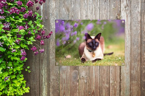 Un chat siamois se trouve par le poster jardin violet lavande 90x60 cm - Toile de jardin / Toile d'extérieur / Peintures pour l'extérieur (décoration de jardin)