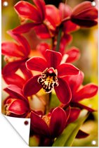 Muurdecoratie Rode orchideeën bij een vervaagde achtergrond - 120x180 cm - Tuinposter - Tuindoek - Buitenposter