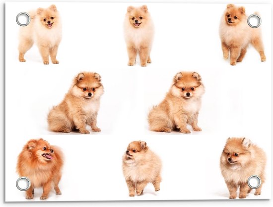 Tuinposter – Pomeranian Hondjes  - 40x30cm Foto op Tuinposter  (wanddecoratie voor buiten en binnen)