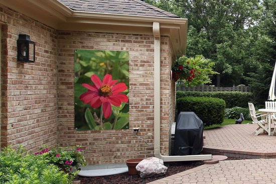Affiche de jardin fleur de zinnia rouge 80x120 cm - Toile de jardin / Toile d'extérieur / Peintures pour l'extérieur (décoration de jardin)